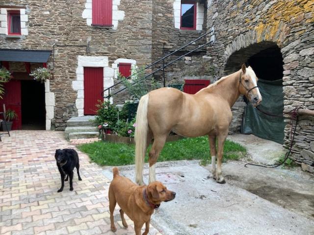 L'Escapade de JOS gite équestre photo 3