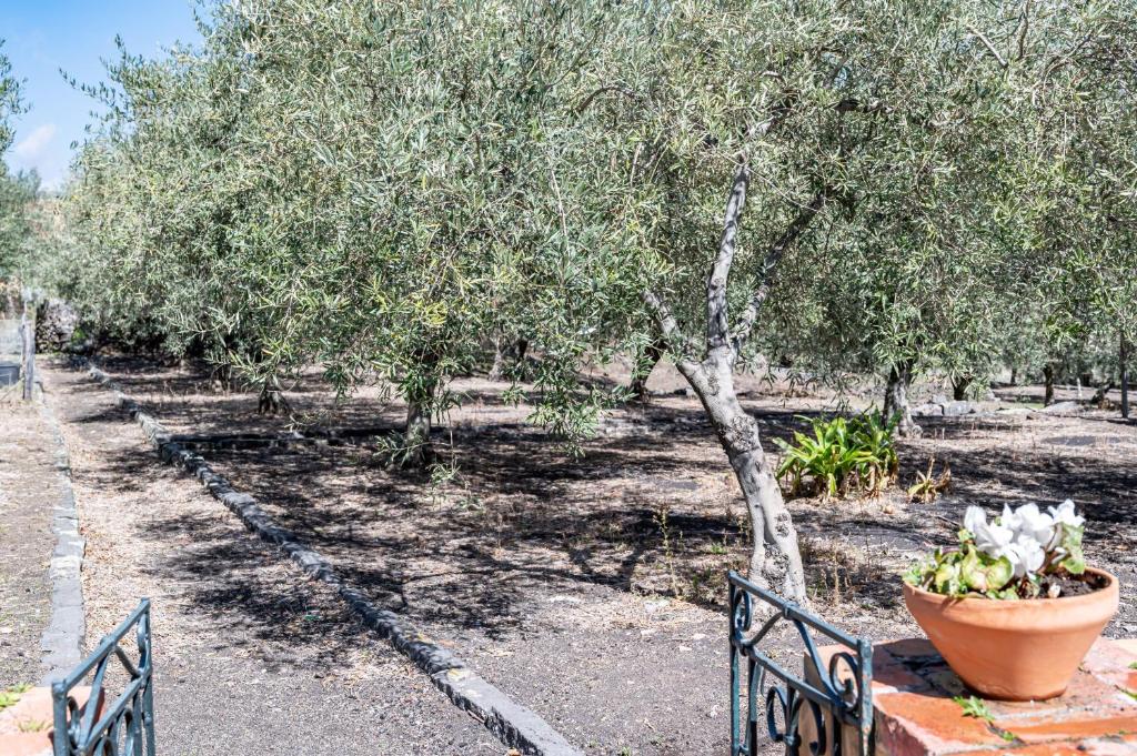 Villa Ninina nel Cuore del Parco dell’Etna x10 photo 3