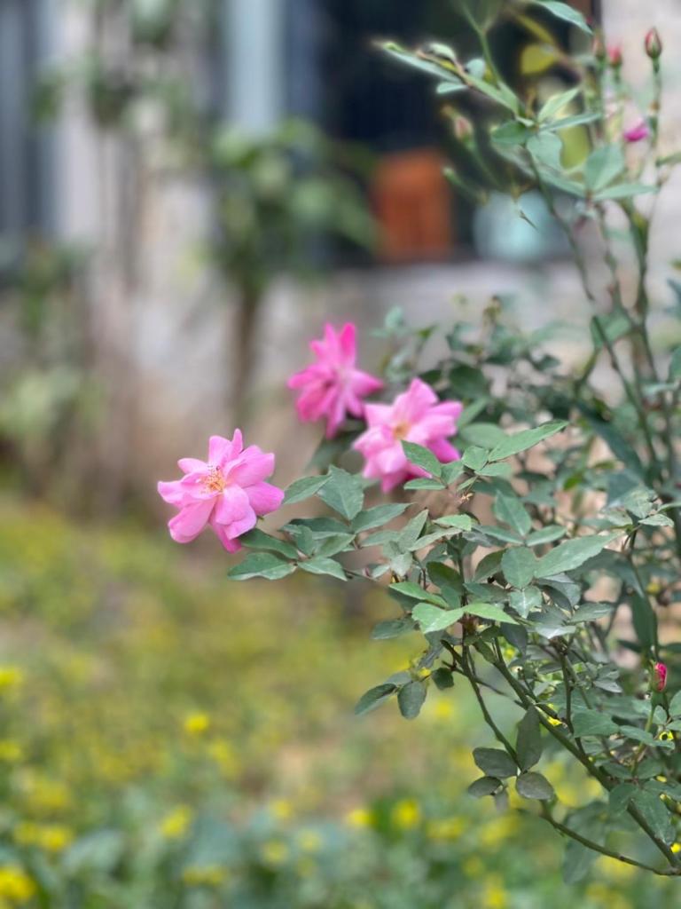 Trang an green river homestay