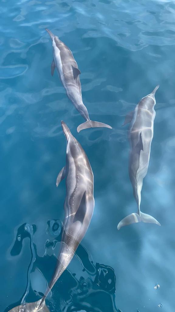 Velifrom Maldives photo 2