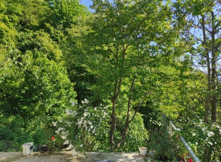 Eşsiz manzaralı doğayla iç içe denize sıfır ! photo 4