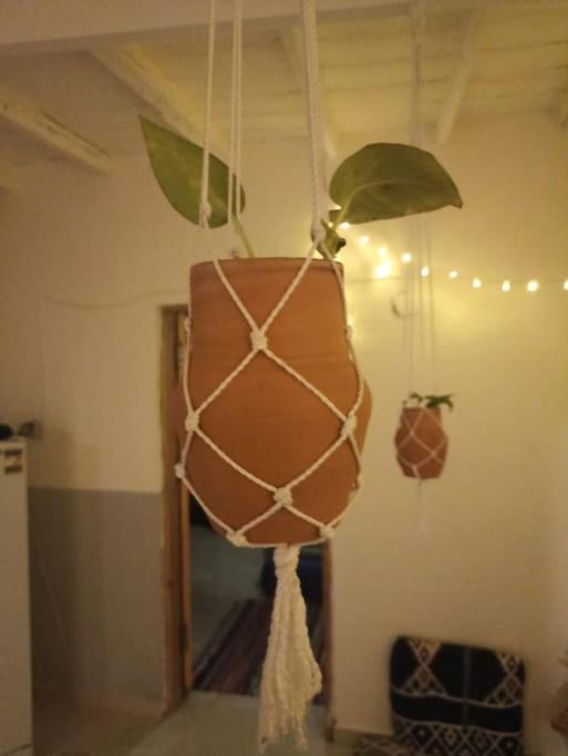 Bougainvillea studio photo 3
