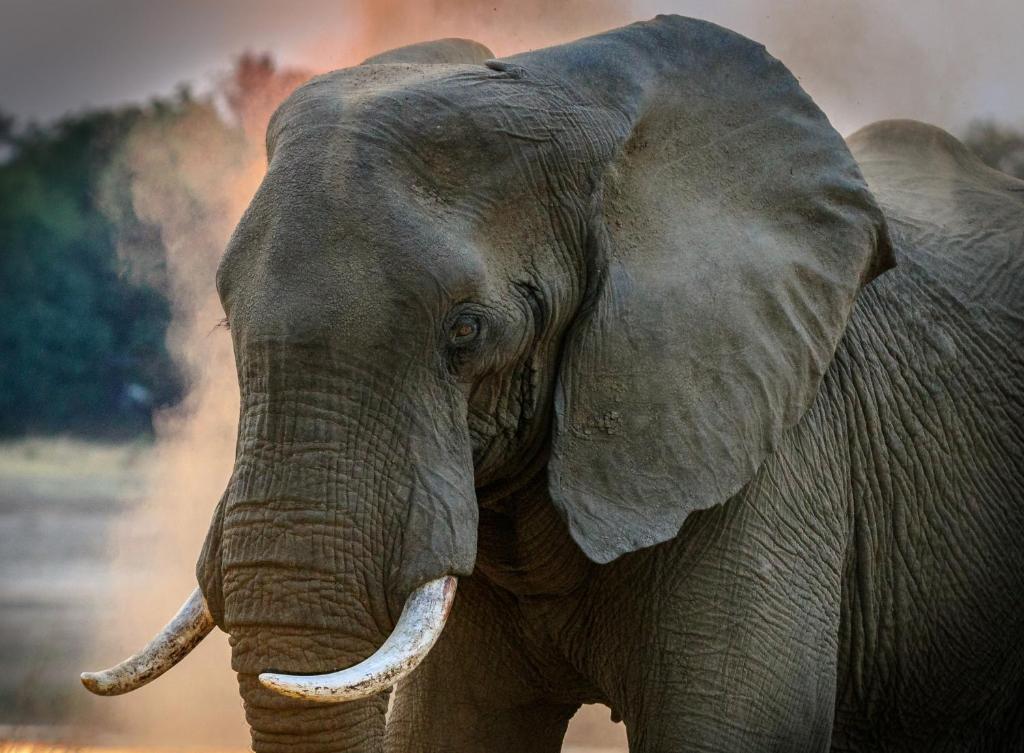 Best Safari River Side photo 2