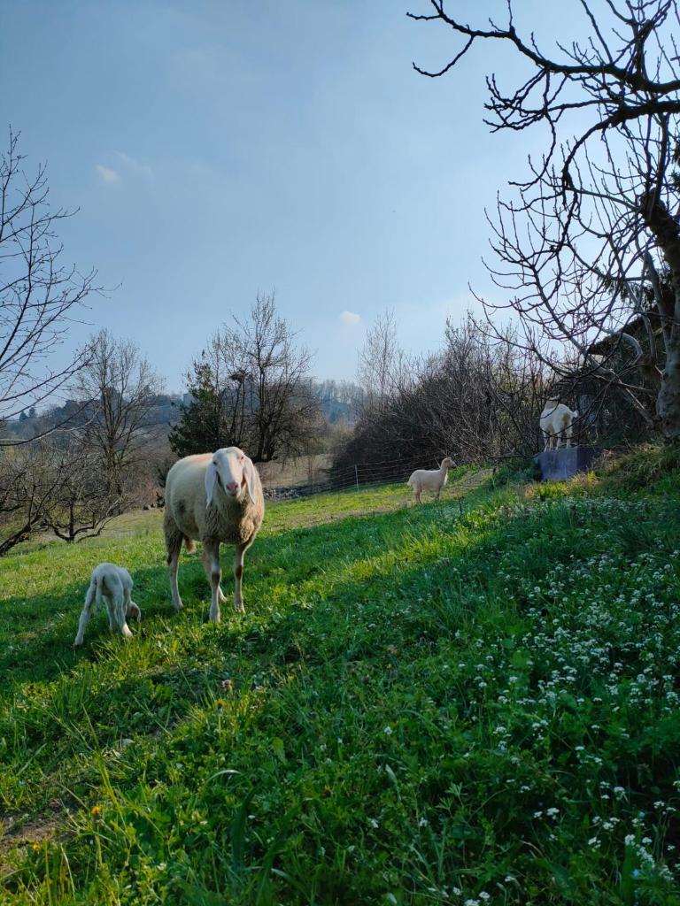B&B Naturin - Cascina Colombaro photo 3