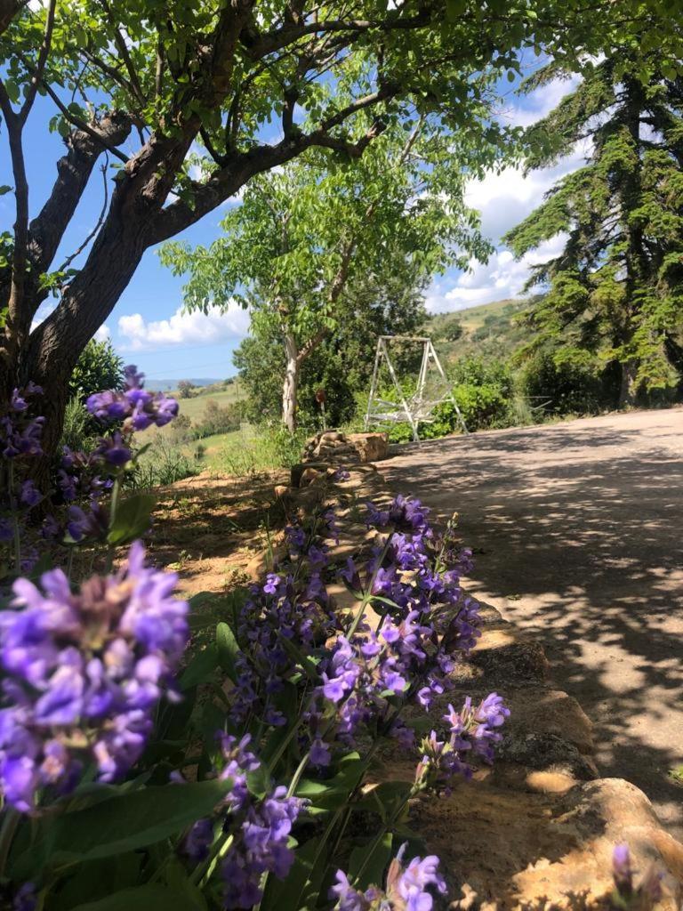 La Casa Delle Olive photo 1