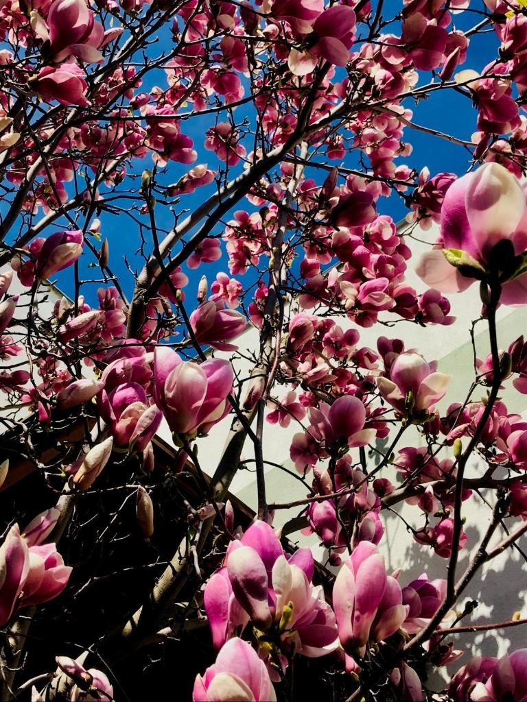 Pod Magnolií Starovice photo 1