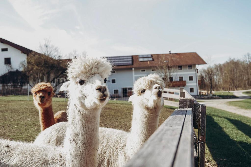 Ferienhof Petermühle Urlaub mit Alpakas photo 2