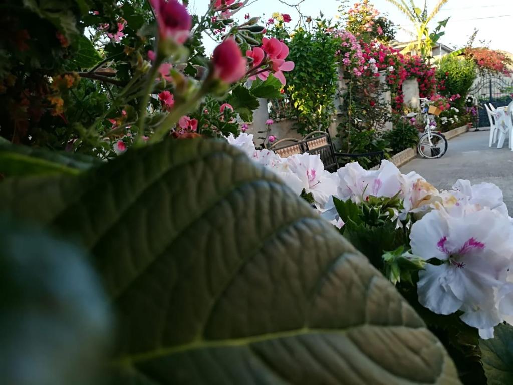 Villa delle rose photo 3