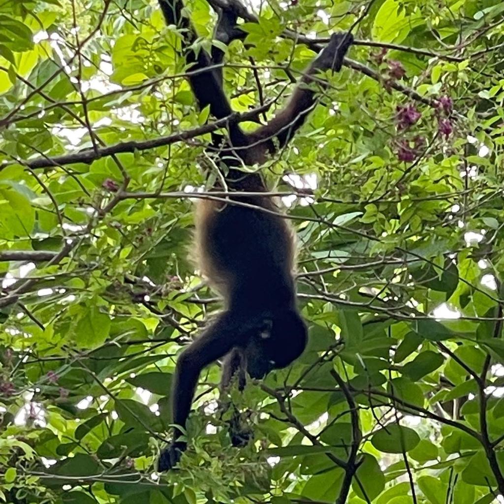 Casita Ylang Ylang photo 1