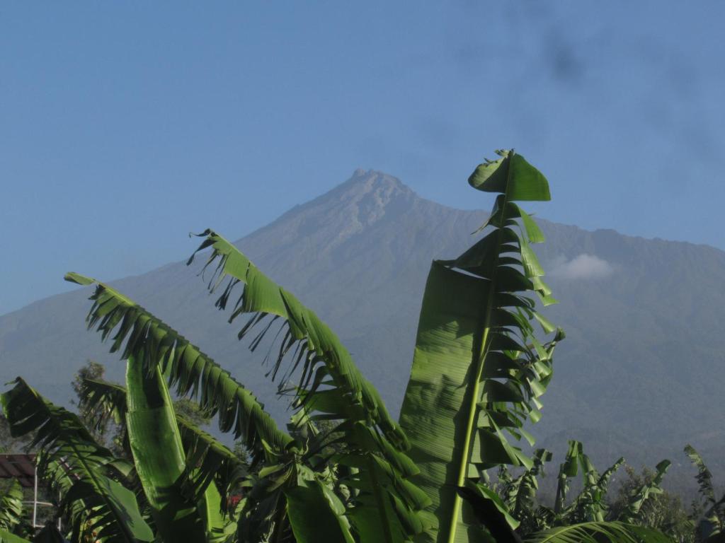 Darema Homestay photo 2