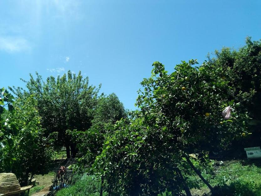 dar lala jilaliya photo 2