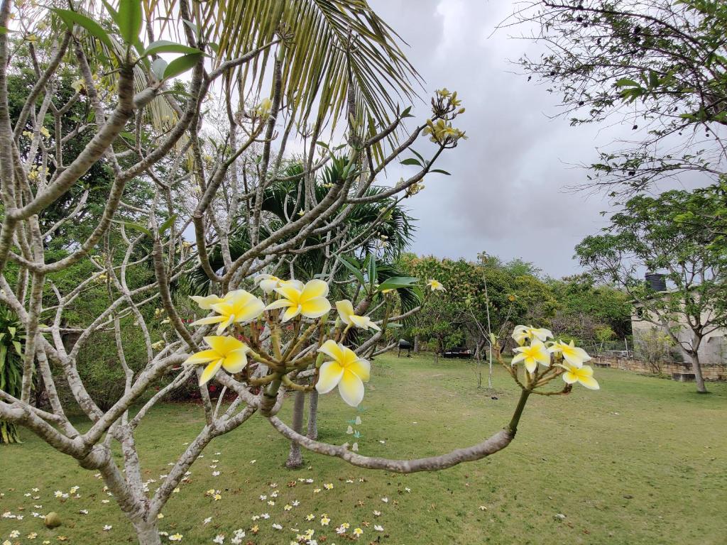 Villa Havana Negril photo 4