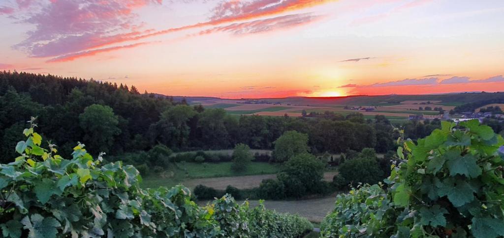 Weingut Will und Würz photo 1