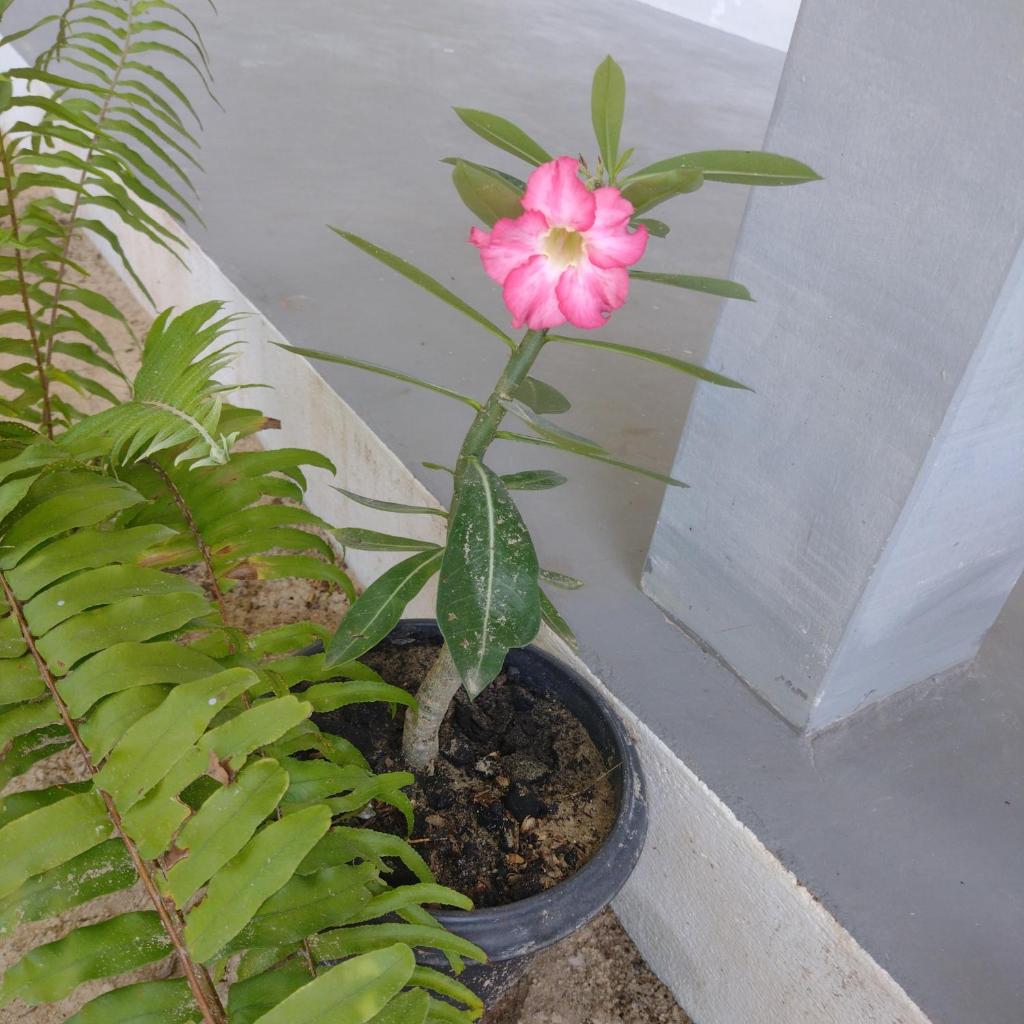 Morada da Joana Residence photo 4