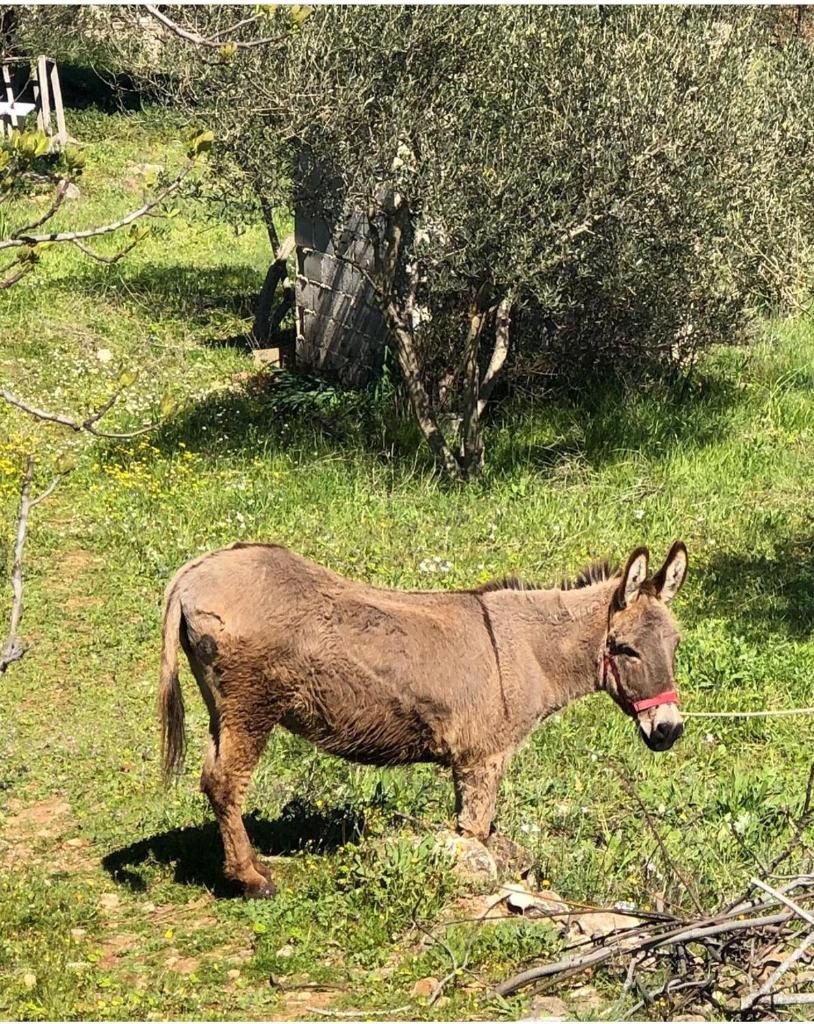 Villa Lavanda Živogošće Makarska photo 3