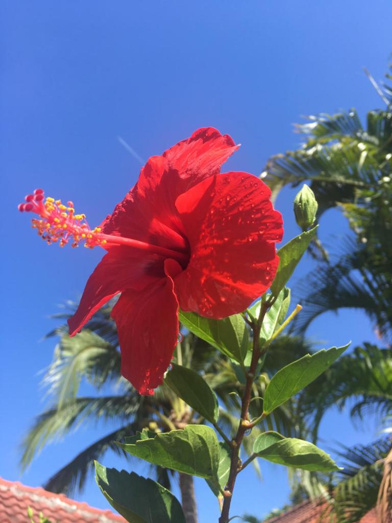 Samui Garden Resort photo 1