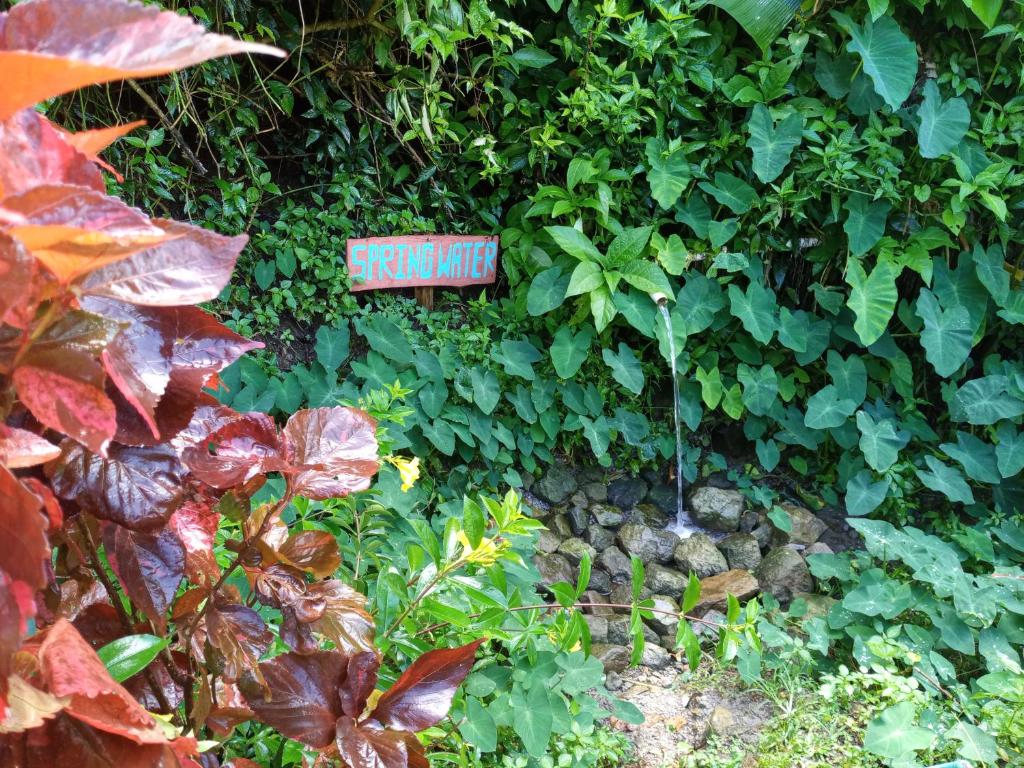 Berkey's Jungle Paradise photo 2