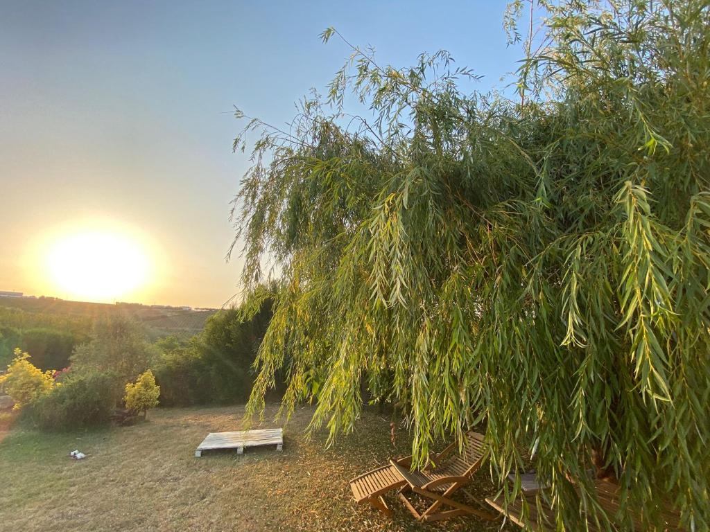 Quinta TreeWindBee photo 1