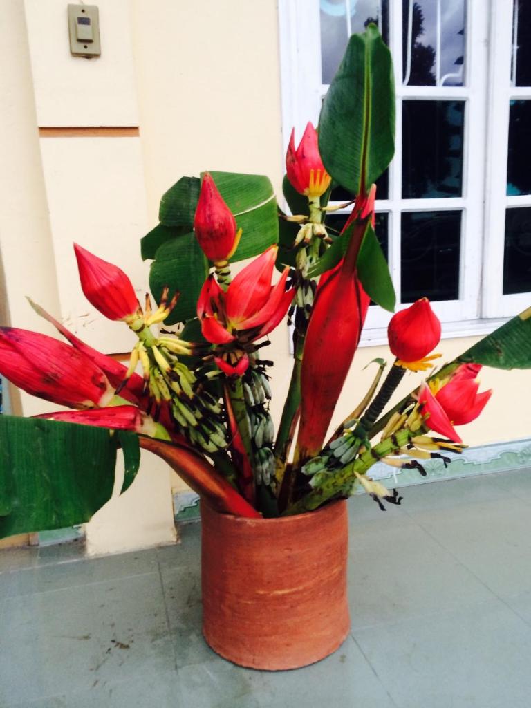 Sapa Backpacker Hostel