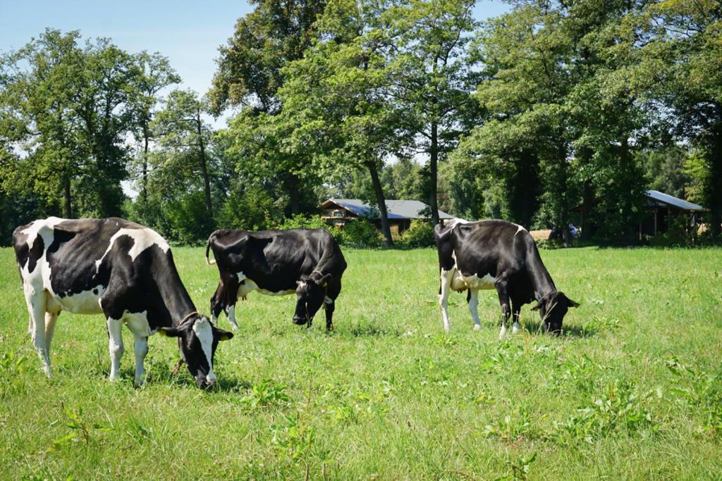Landrijk De Reesprong boerderij photo 4