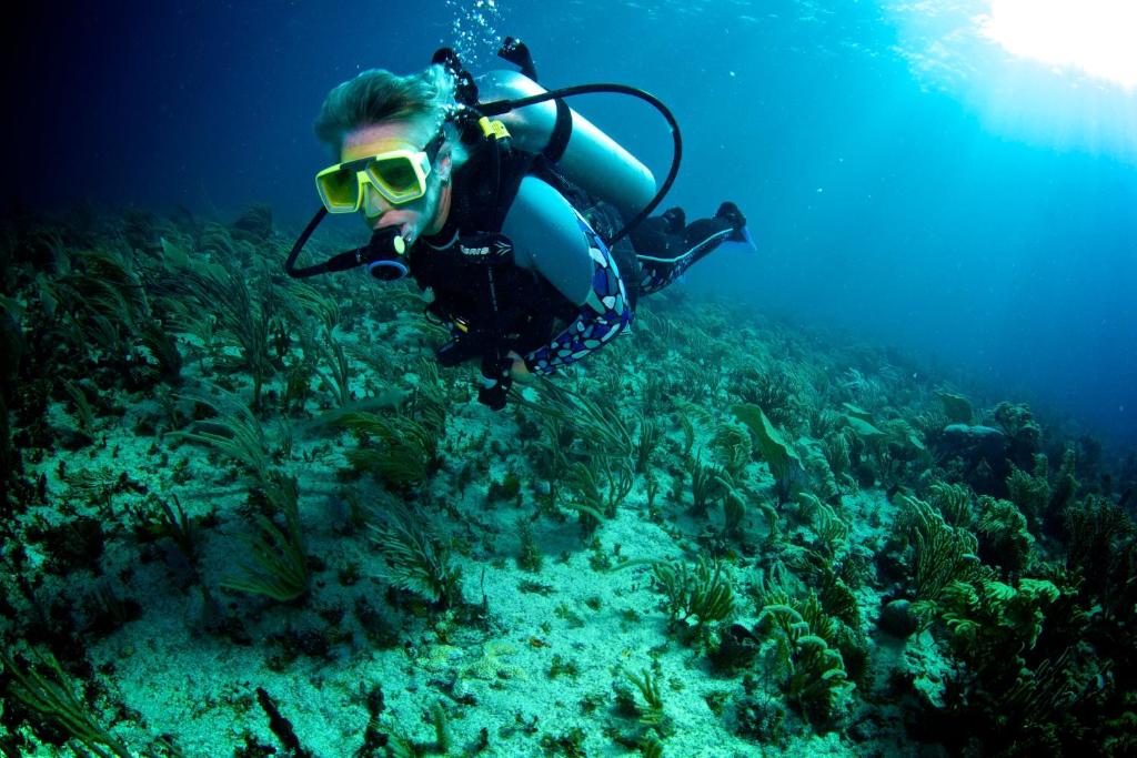 Blue Reef Island photo 2