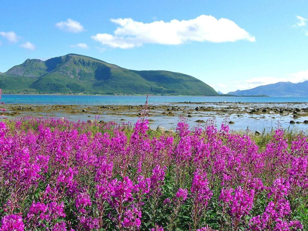 Holiday home SORTLAND III photo 3