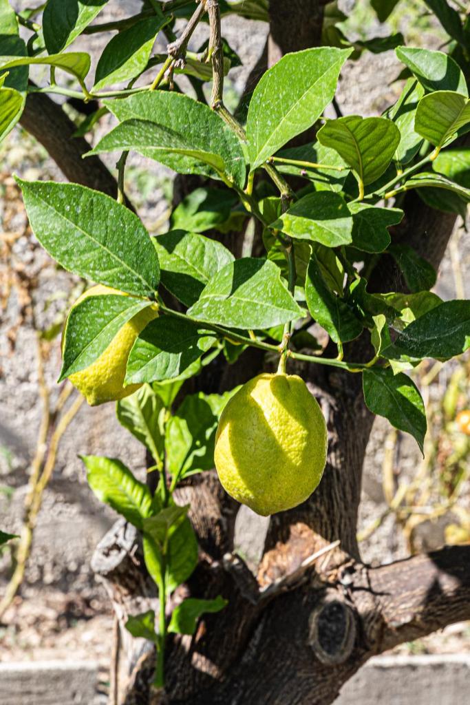 1베드룸 아파트