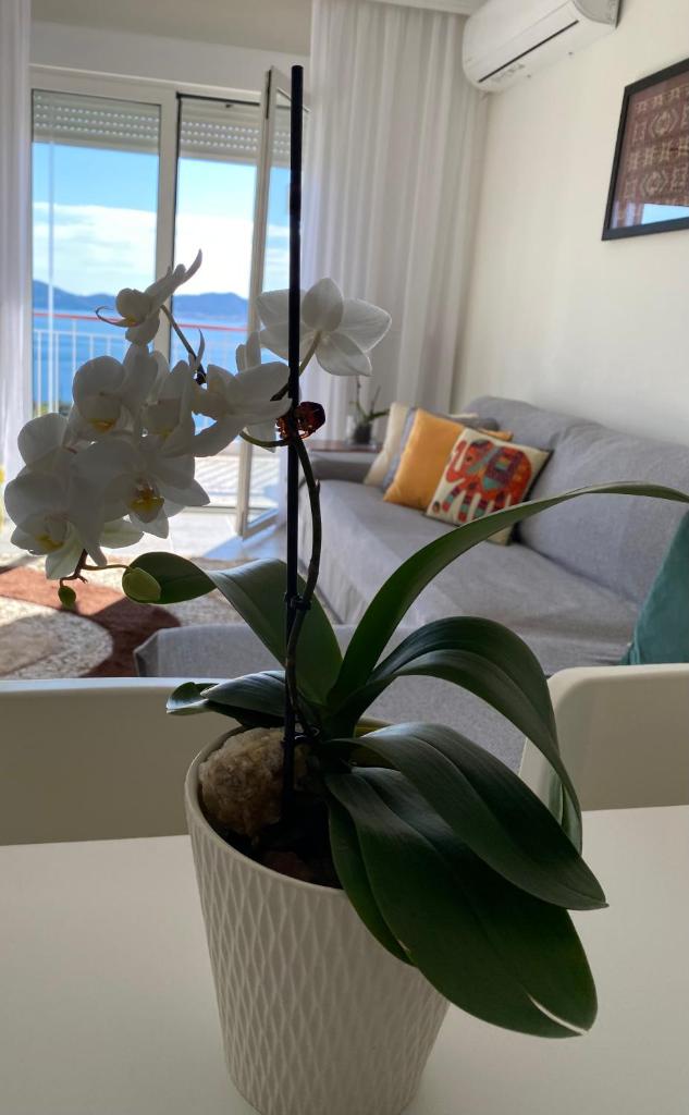 Mimoza's Sea View Apartment photo 1