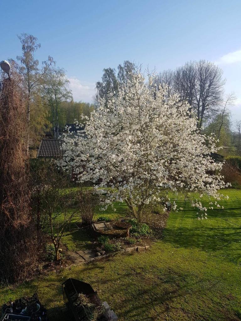 Lilla lägenheten photo 3