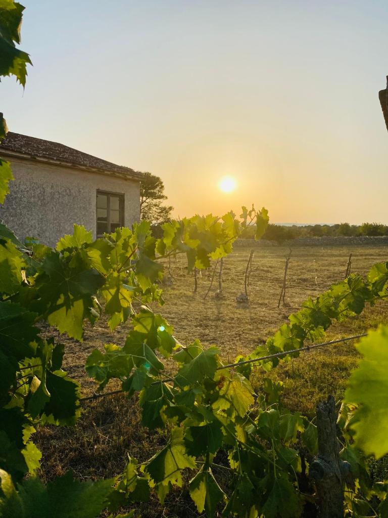 Villa delle Stelle photo 3