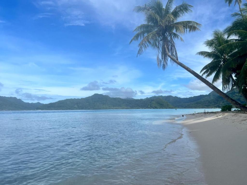 ROYAL Tapo-Tapo photo 4