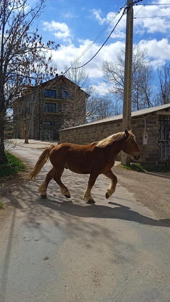 Apt Nuevos con caballos Fio de Neu Laspaules photo 3