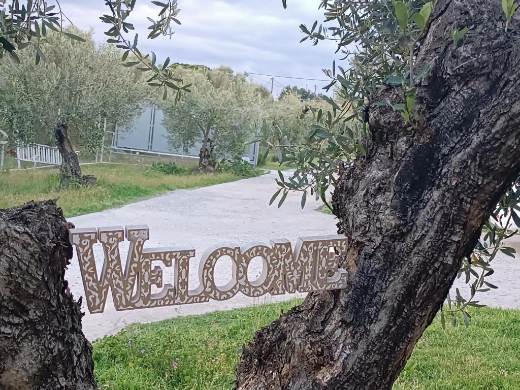 THE SECRET OLIVE HOUSE photo 1