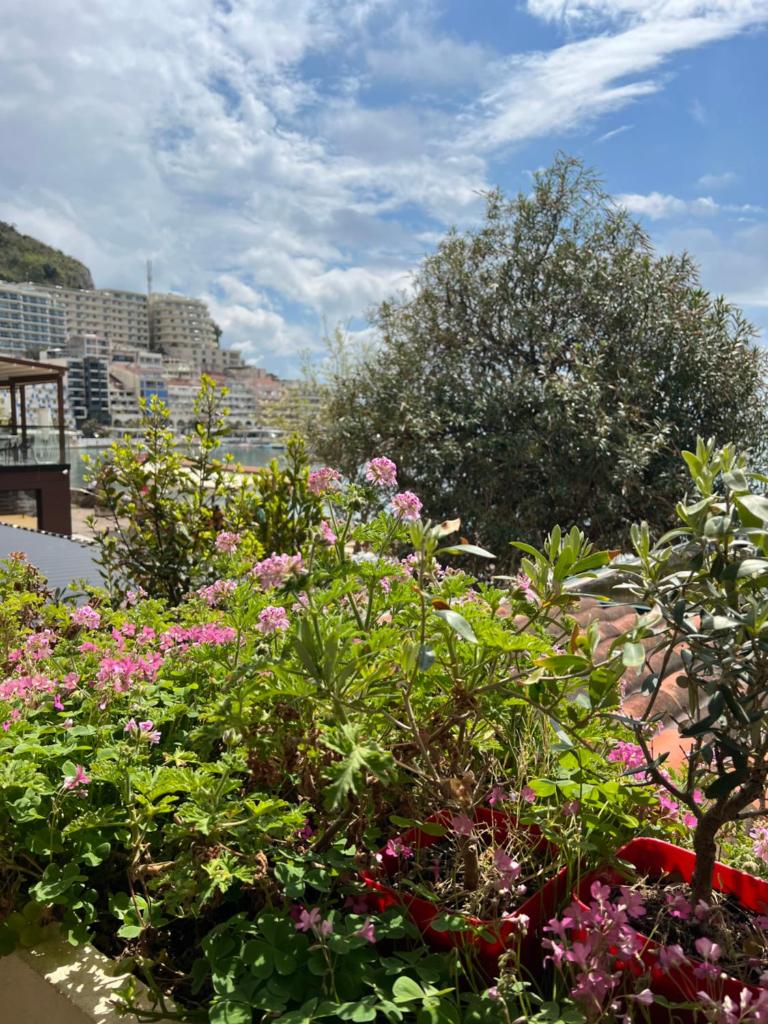 Apartment Plazza Rafailovici photo 2
