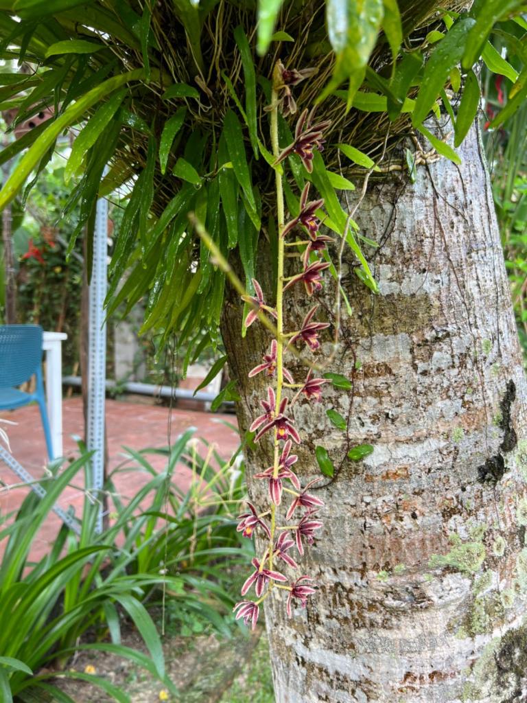 Tropical Garden Homestay