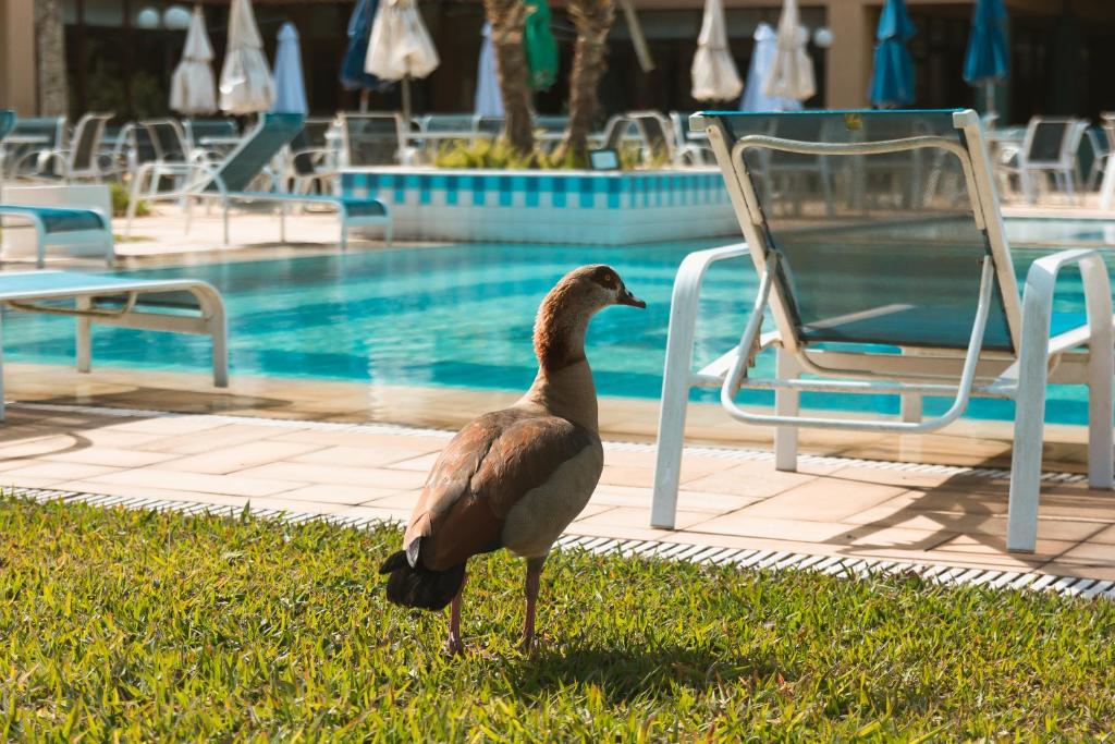 Villa Itaipava Resort & Conventions photo 4