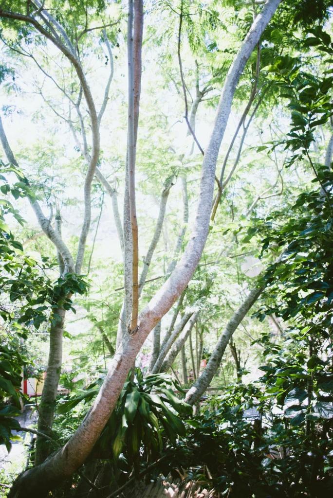 Đà Lạt Củi Homestay