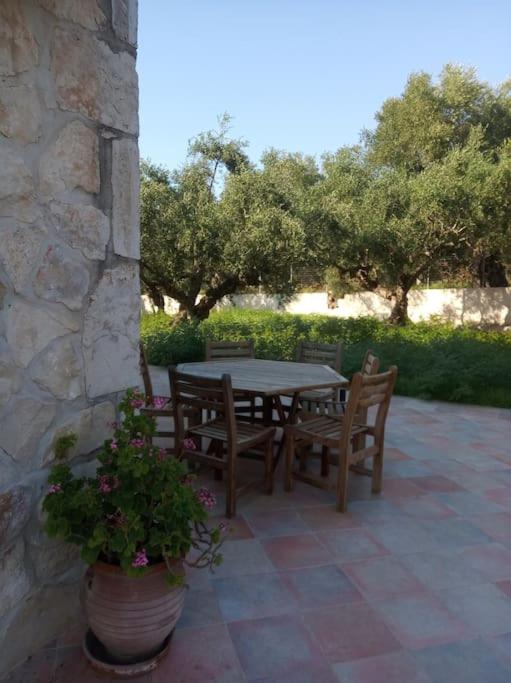 Olive Trees photo 1