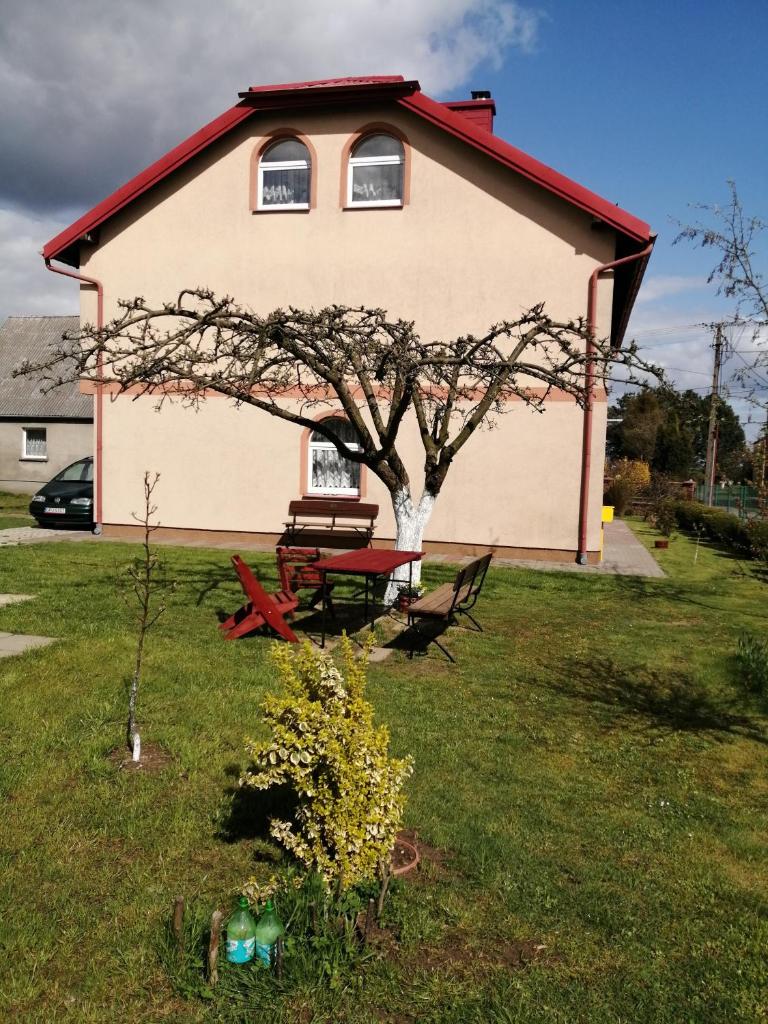Róża photo 3