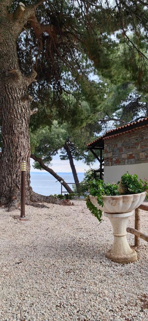 Grandmas Paradise Villa photo 1