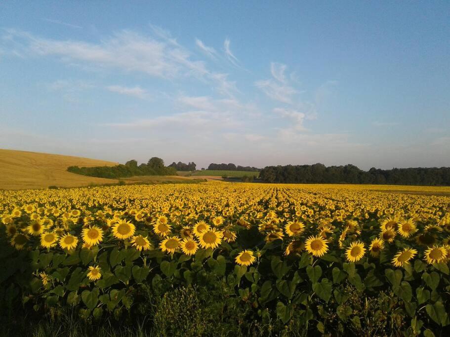 Fleur Du Soleil photo 2