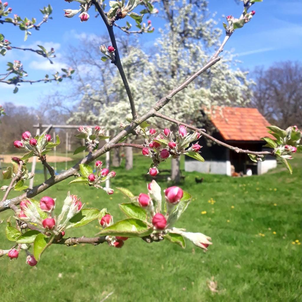 Houterhoeve photo 2