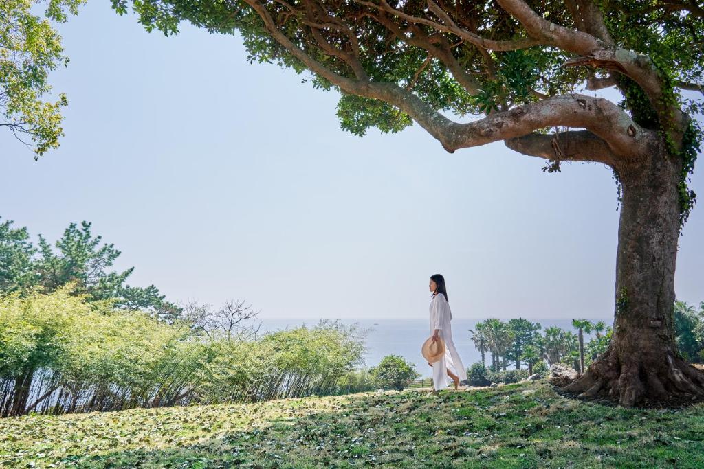 JW Marriott Jeju Resort & Spa photo 3
