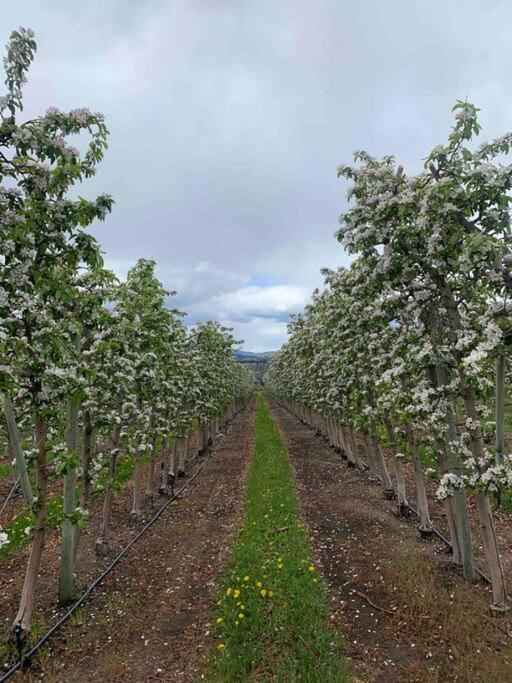 Avo-Sa Orchard photo 4