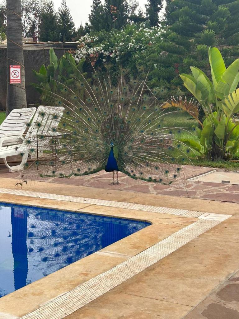 Riad TANJIL photo 1