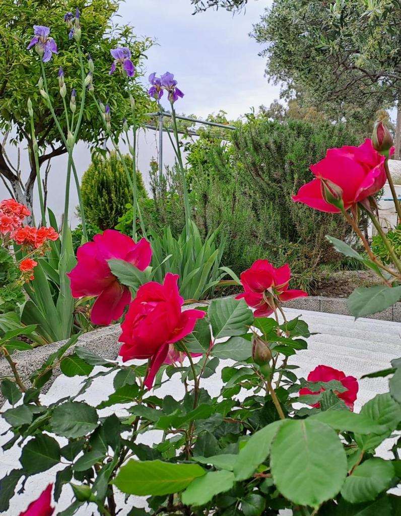 Arhondia House photo 1