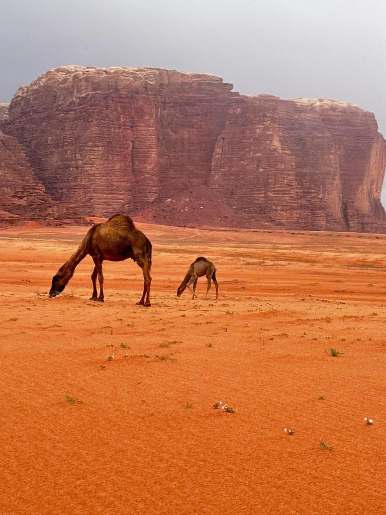 Wadi Rum Oryx Hostel & Tours photo 4