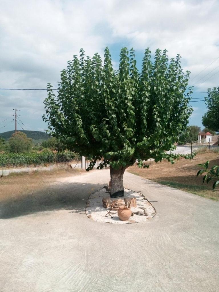 The House in the Mulberries Trees photo 4