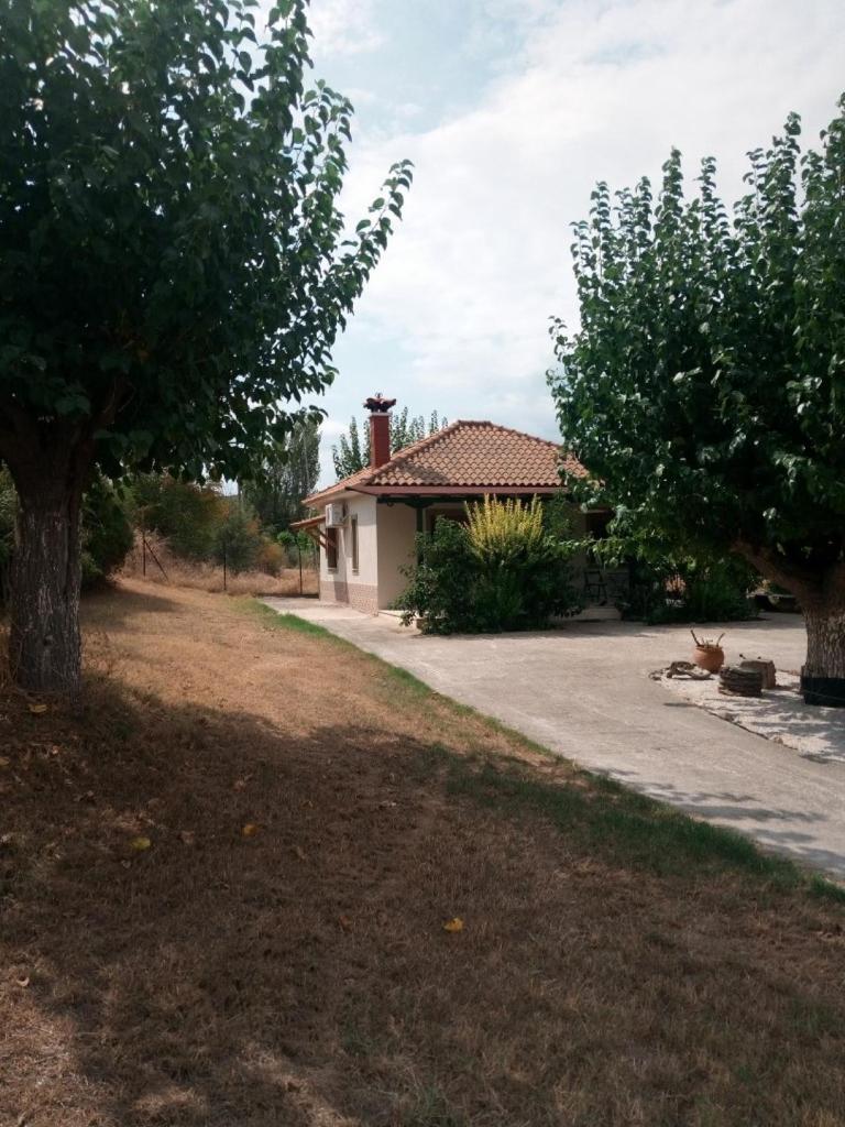 The House in the Mulberries Trees photo 3