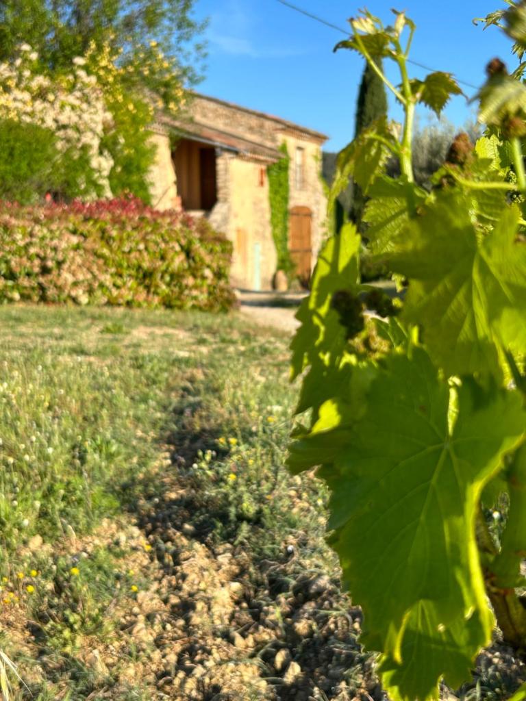 Château du Grand Jas photo 4